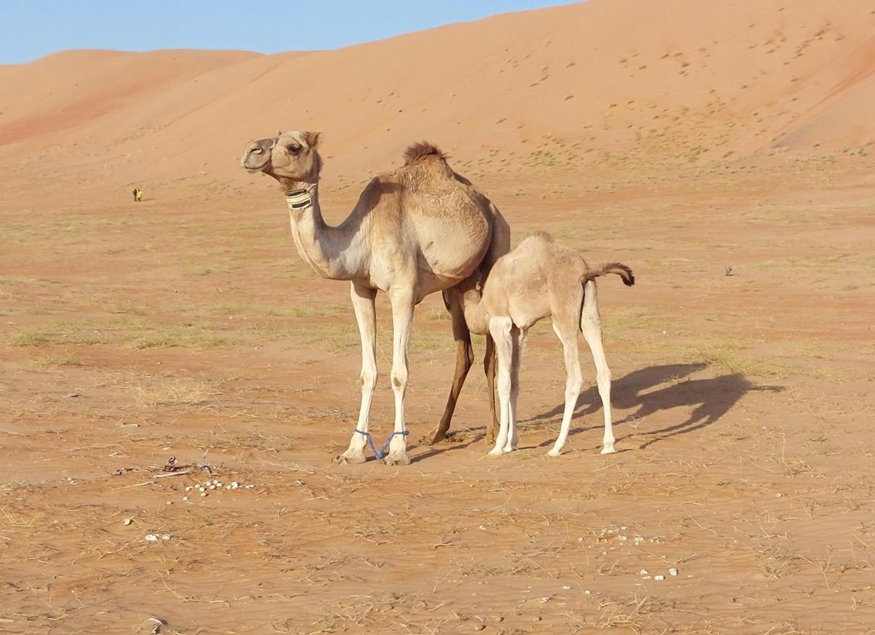 Delight Desert Camp Al Wāşil Exteriör bild